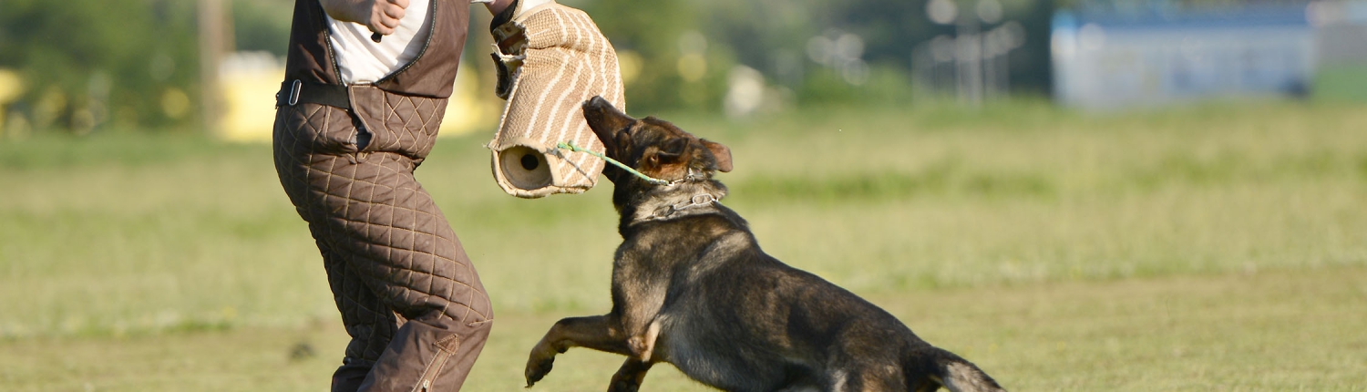 slide Chien de mordant, sécurité privée, CQP ASC