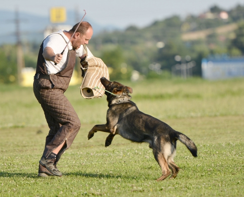 slide Chien de mordant, sécurité privée, CQP ASC