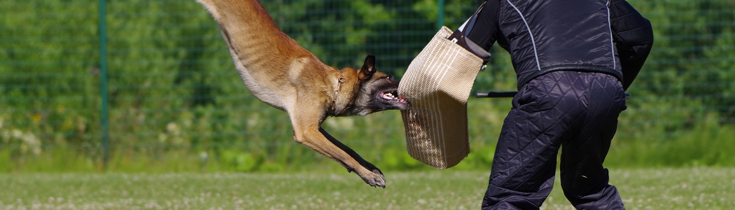 Exercice mordant avec berger et mâtre chien.